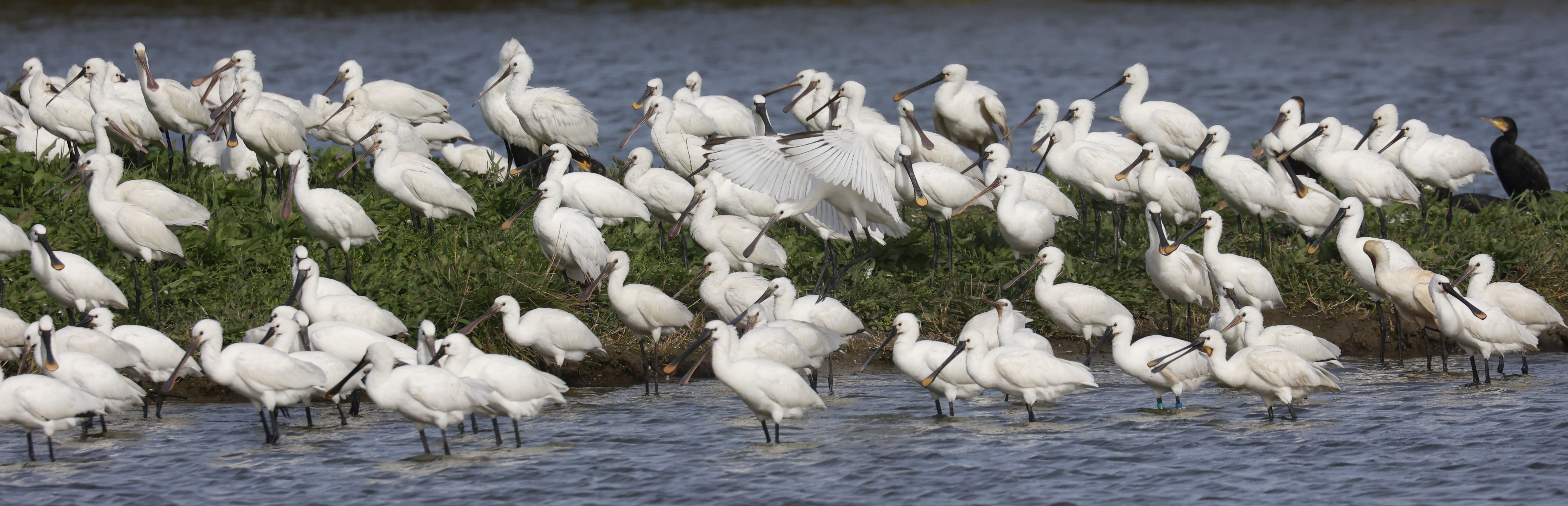 Lepelaar (Texel). Foto van Gerda van der Meer.
